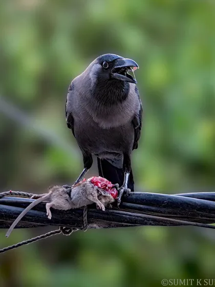 Nature can be savage, and I believe in telling its complete story. This House Crow with its kill is a raw, unfiltered moment of survival in the urban jungle, a reminder of the drama that unfolds around us every day.