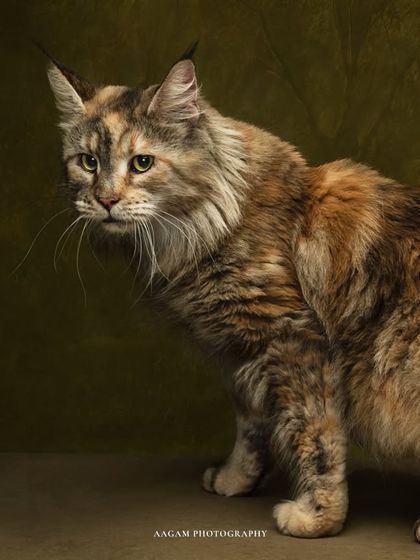 The FeLine is Back. This majestic Maine Coon cat is a perfect subject for a fine art portrait, with its luxurious fur and intense gaze.