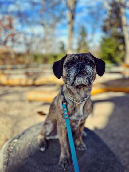 Tulsa Dog Trainer - Immersive Board & Train Programs Board & Train Graduates photo 71