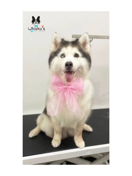 Furrybells Pet Grooming - Pet Grooming (Dogs & Cats) Breed-Specific Dog Styles photo 54