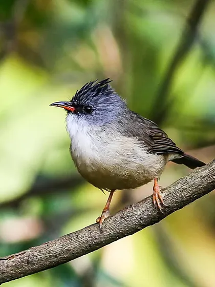 A close-up of the Black-chinned Yuhina, a small, grey-headed bird with a distinctive crest and a narrow red bill. They are active foragers, feeding on everything from insects to nectar.