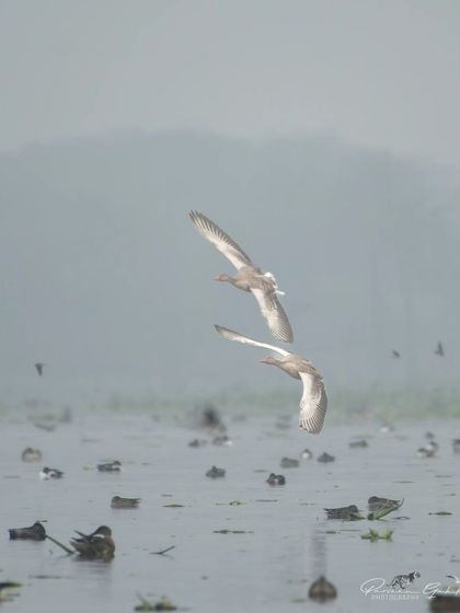 Two Greylag Geese flying over the misty wetlands.