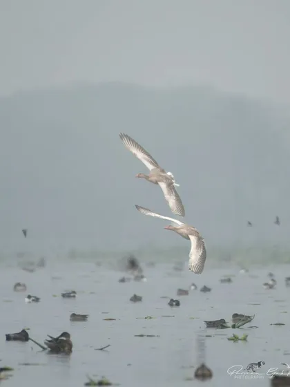 Two Greylag Geese flying over the misty wetlands.