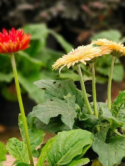 A pair of Gerbera Daisies, one red and one yellow. These long-stemmed flowers are perfect for cutting and bringing indoors for a vase.