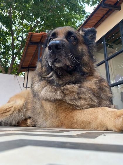 Star Pups - Pet Boarding & Daycare Our Happy Guests & Many Breeds photo 30