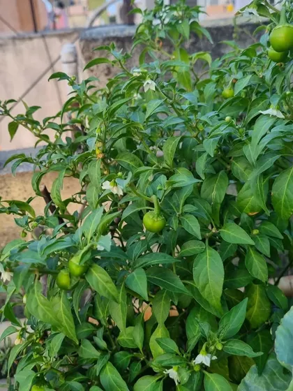 A healthy chili plant, full of fruit, growing happily in one of our client's terrace gardens. We specialize in selecting plants that thrive in Chennai's climate, ensuring you get a bountiful harvest.