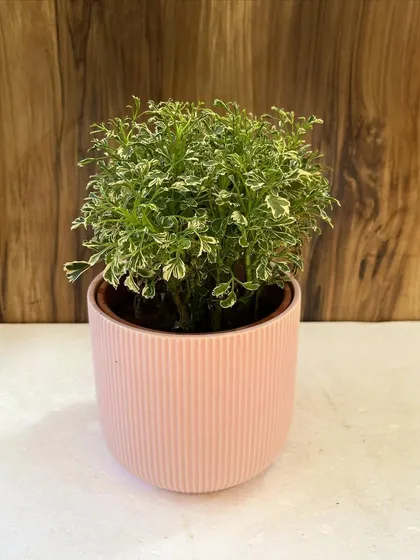 This delicate variegated Aralia in a soft pink pot is a perfect combination for a desk or side table. It proves that even small plants can bring a sense of calm and beauty to your interiors.
