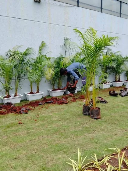 A wider view of the palm tree installation. The combination of green lawn, white planters, and tall palms creates a clean, tropical, and upscale feel for the property's exterior.