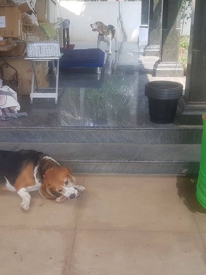 The Urban Dawg - Canine Nutrition & Wellness Consulting Natural Nutrition: Raw & Dehydrated Chews photo 5