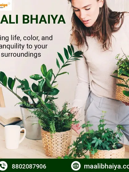 My goal is to add life, color, and tranquility to your surroundings. Having plants indoors is not just about decoration, it is about creating a healthier and more peaceful environment for you and your family to live in.