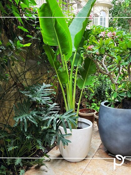 Indoor & Commercial Green Spaces photo 20