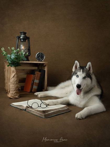 Alamgir - Fine Art Pet Photography Vintage & Rustic Themed Sessions photo 4