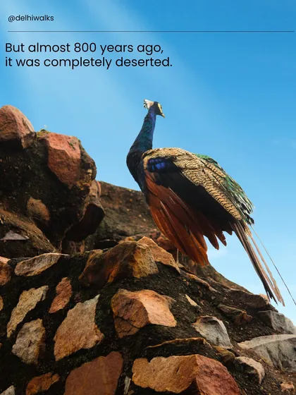 Almost 800 years ago, this area was completely deserted. Today, a peacock stands guard over the ruins, a silent witness to centuries of change at Hauz Khas.