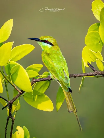 A Green Bee-eater almost perfectly camouflaged amongst bright green leaves. This shot plays with colour harmony and the bird's natural ability to blend in.