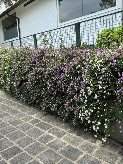 I love creating living borders that add color and life to a garden. This dense, flowering hedge features a mix of purple and white blooms, providing a beautiful, low maintenance privacy screen along a classic cobblestone path.