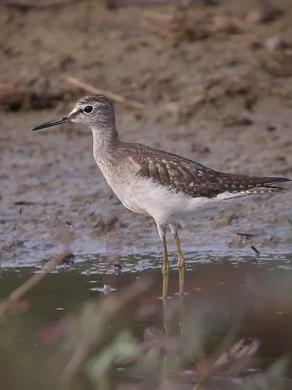 A Wood Sandpiper, an uncommon migrant in Singapore, foraging in a swampy field. I was lucky to get this close-up shot by approaching slowly and carefully.