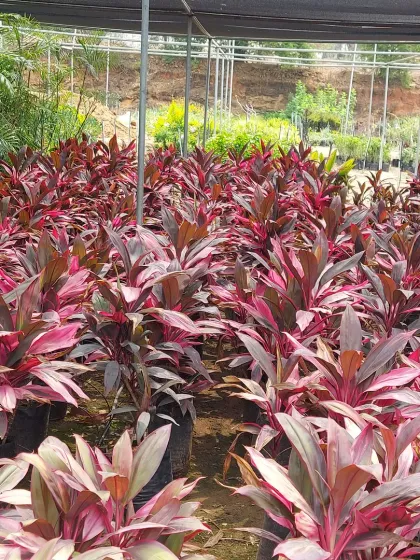 A nursery bed filled with Cordyline plants, showing their vibrant red and purple leaves that bring year-round color.