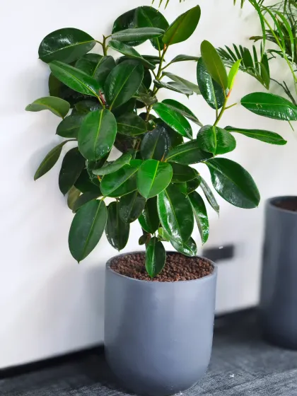 The Rubber Plant, with its glossy, dark green leaves, adds a touch of sophistication to any office. It's a robust plant that thrives indoors and helps create a healthier, more productive environment.