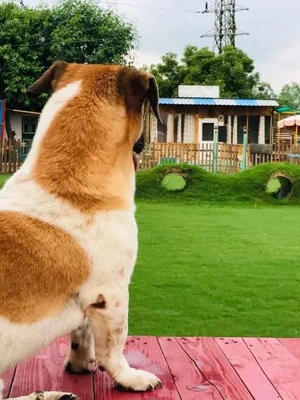 Another one of our birthday boys, Hachi, looking out over the playground. It's a party, and everyone's invited.