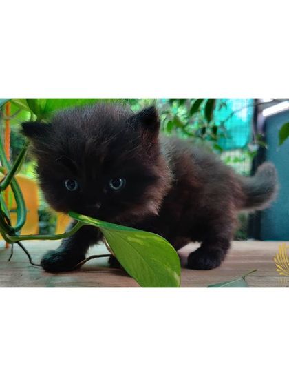 The Cat House - Cat Breeding Services Our Adorable Kittens photo 5