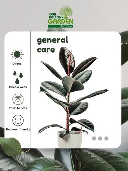 New to rubber plants? This graphic gives you general care tips. We believe in empowering you with knowledge so your plants can thrive.