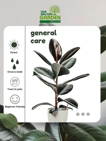 New to rubber plants? This graphic gives you general care tips. We believe in empowering you with knowledge so your plants can thrive.