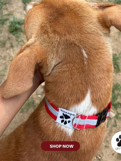A close-up of the red reflective collar on a dog. You can see the quality of the material and the secure fit.