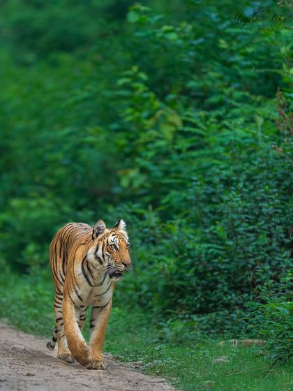 This is a wildlife portrait with an environmental composition. While the tiger is the star, the lush green backdrop adds depth and harmony, elevating the mood of the image. The subject matters, but so does the background.