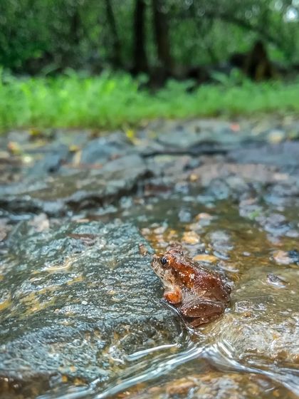 Another shot of a frog on a wet forest floor, captured with my phone. The monsoon is the best time to find amphibians, as they come out to breed and thrive in the wet conditions.