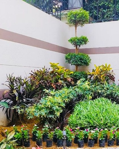 The process of creating a layered garden bed, with a topiary tree being placed amidst a variety of shrubs and groundcover plants.