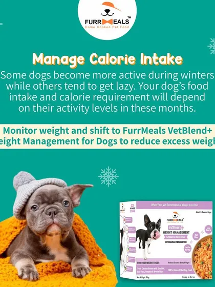 This extensive library of educational content covers everything a pet parent needs to know, from the benefits of turmeric and moringa to tips for hydration, sleep, dental health, and raising a new puppy.