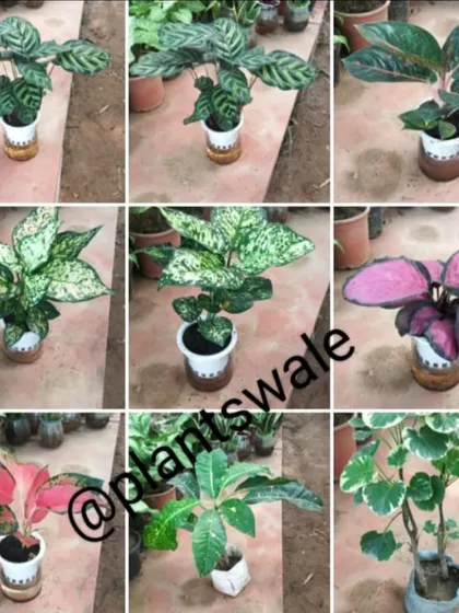More variety from our hydroponics collection. You can see Calatheas, Aglaonemas, and even a Money Tree all adapted to grow in our special water-based setups.