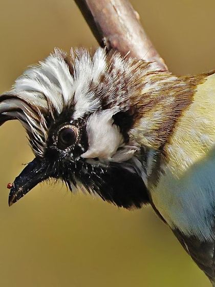 A White-crested Himalayan Bulbul with its beak slightly open. The shot provides an intimate view of its uniquely shaped white crest and dark facial feathers.