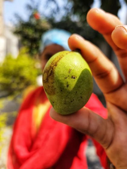 The mango season is here. Swipe to see how this small raw mango transforms into our delicious Punjabi Aam ka Achaar.