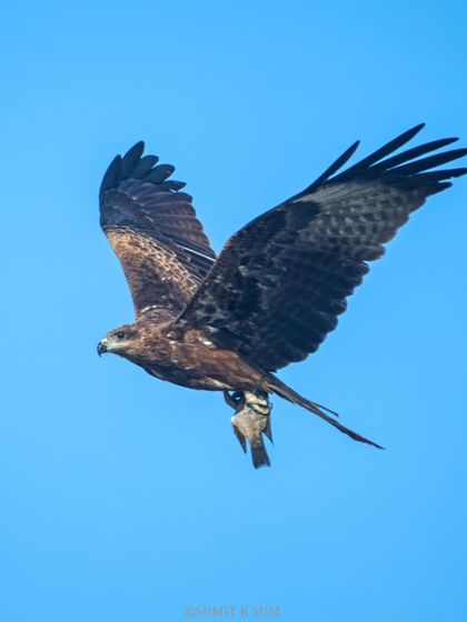 A Black Kite in flight, carrying a fish just like an Osprey would. This demonstrates their adaptability as hunters, not just scavengers.