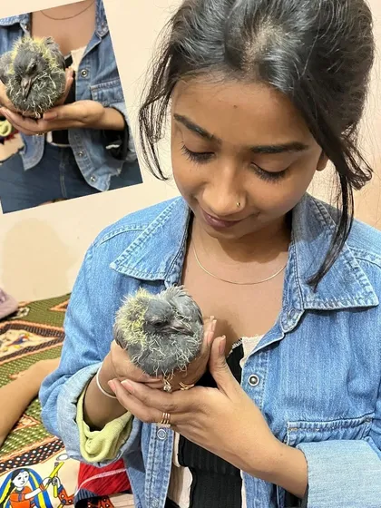 My rescue work is not just for cats and dogs. I found this tiny baby pigeon who had fallen from its nest. I am keeping it warm and safe until it is strong enough to be on its own.