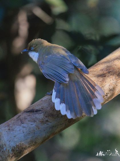 A White-throated Laughingthrush fans its tail feathers, a behavior not just limited to fantails.