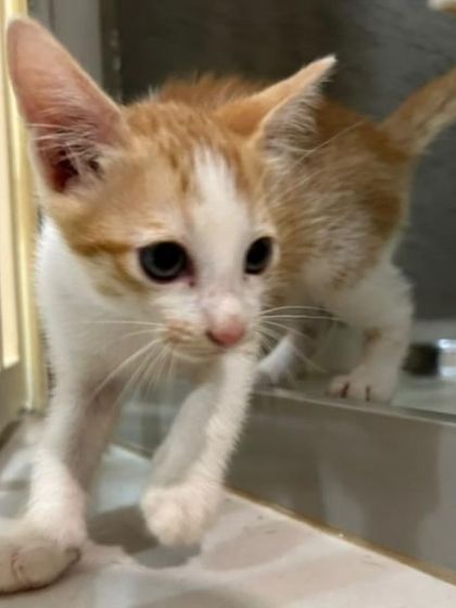 A tiny, adorable 2-month-old ginger and white kitten on the move. This one is part of a litter that needs homes.