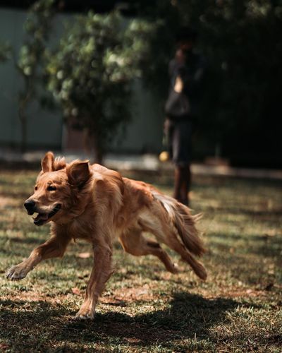 Dog Boarding