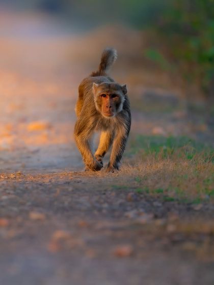 A rhesus macaque walking purposefully down a path in the golden light of the evening. The low angle and direct eye contact give this common monkey a sense of importance and character.