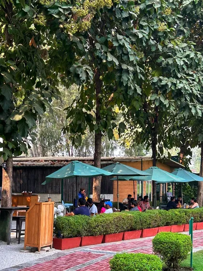 A wide shot of the cafe's outdoor seating area, nestled among the trees.