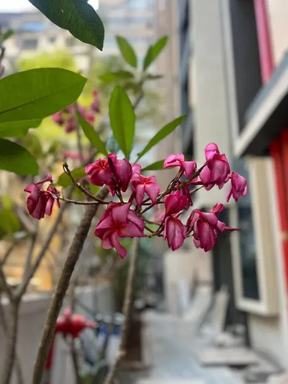 A close-up of the first pink Frangipani blossoms at a new project. We monitor new plantings closely, and the emergence of the first flowers is a great sign that the plant is establishing well in its new home.