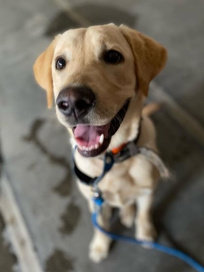 TailSpin - Puppy Training Program Happy Pups, Happy Families photo 3
