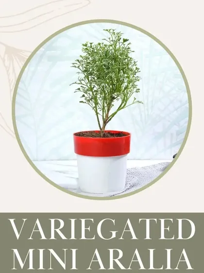 The Variegated Mini Aralia is a delicate and beautiful plant that is perfectly safe for pets. Its fine, lacy leaves add a unique texture to your plant collection.