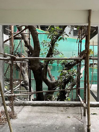 A view from inside an apartment building under construction. We designed the entire building to wrap around this magnificent existing tree, ensuring that future residents will have nature right at their doorstep.