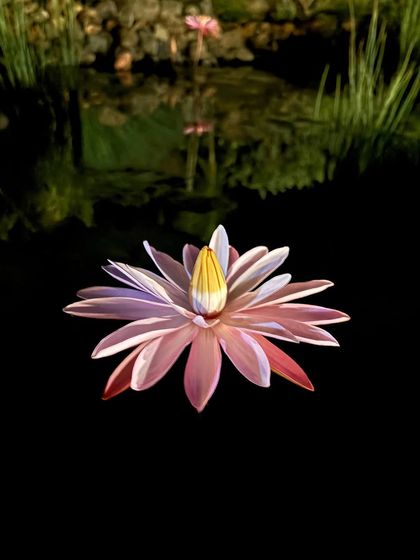 The stunning reflection of a pink water lily on the dark, still water of a pond at night. This is the kind of serene beauty we aim to create.
