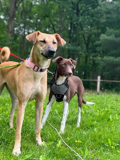 Stella and Luna, two lovely rescue dogs, enjoying the fresh air and green grass after safely arriving in the USA. We handle relocations for adopted pets, helping them start their new lives with their forever families.