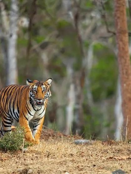 This series captures the Magge female of Kabini as she moves through the dry forest. Her intense gaze shows her annoyance with the evening sun, offering a glimpse into her personality.