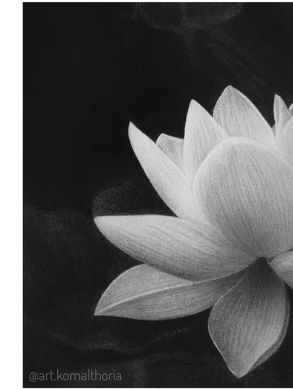 A close-up detail of the lotus drawing, highlighting the delicate veins and soft shading on the petals.