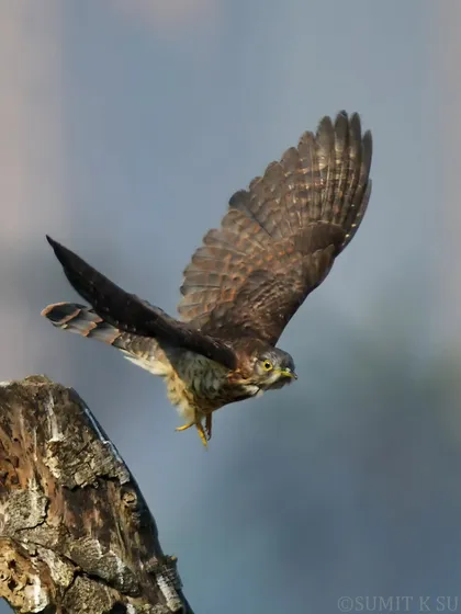 The moment of decision. This Common Hawk Cuckoo, often called 'Papiha', launches into flight from its perch, beginning its hunt.